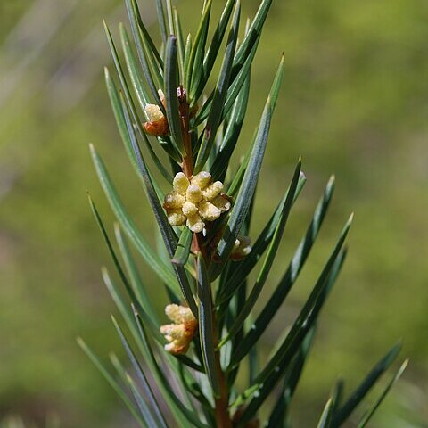 Keteleeria unspecified picture