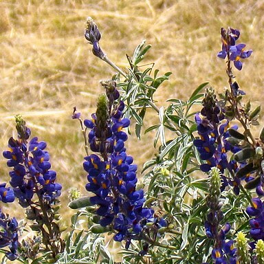 Lupinus mutabilis unspecified picture