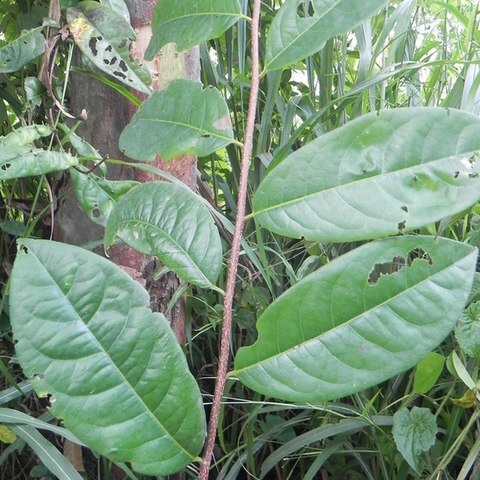 Margaritaria indica unspecified picture