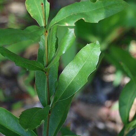 Macadamia jansenii unspecified picture