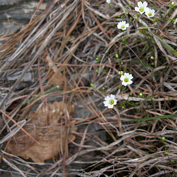 Minuartia uniflora unspecified picture