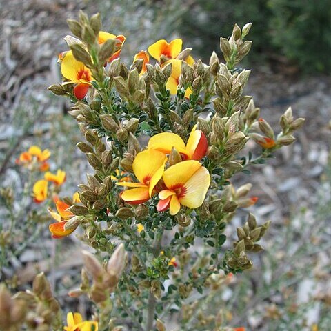 Mirbelia oxylobioides unspecified picture