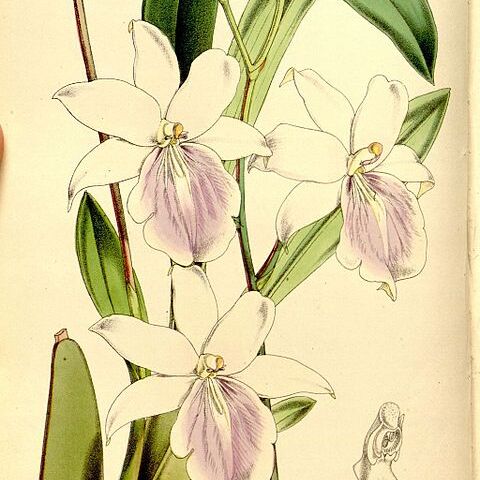 Miltonia regnellii unspecified picture