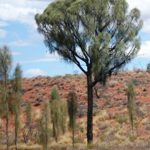 Allocasuarina decaisneana unspecified picture