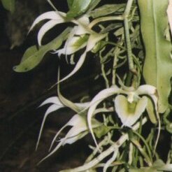 Aeranthes unspecified picture