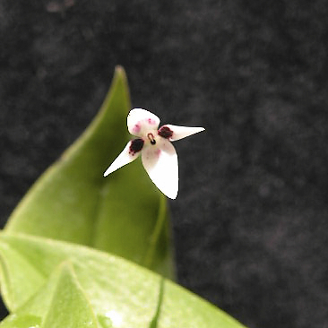 Pleurothallis anthrax unspecified picture