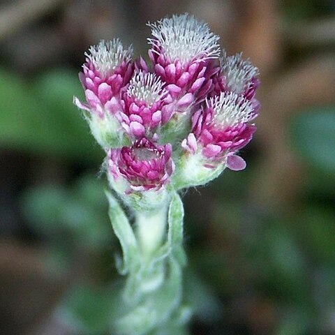 Antennaria unspecified picture