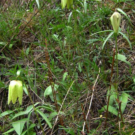 Fritillaria sonnikovae unspecified picture