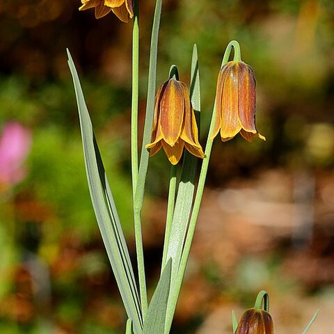 Fritillaria drenovskii unspecified picture