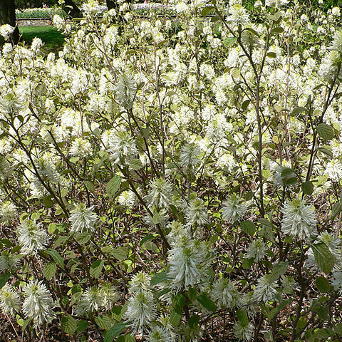 Fothergilla unspecified picture