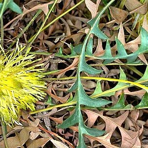 Banksia octotriginta unspecified picture