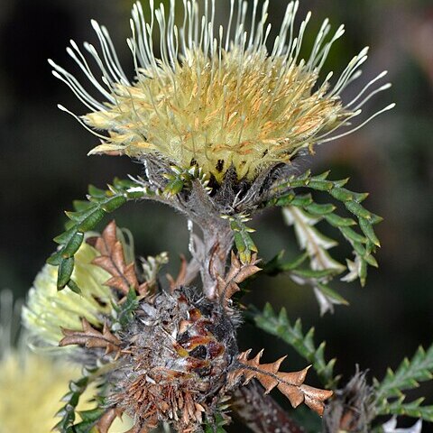 Banksia kippistiana unspecified picture