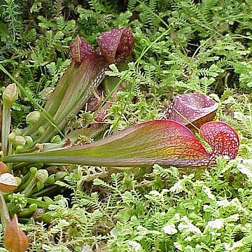 Sarracenia psittacina unspecified picture