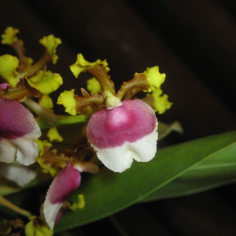 Oncidium fuscatum unspecified picture