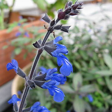 Salvia sinaloensis unspecified picture