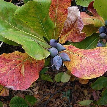 Terminalia arenicola unspecified picture