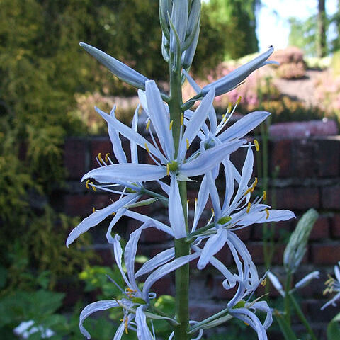 Camassia unspecified picture