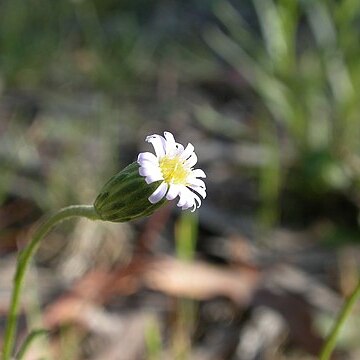 Vittadinia unspecified picture