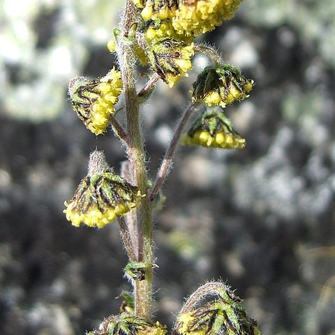 Artemisia norvegica unspecified picture