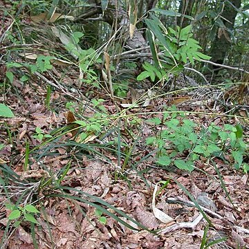 Carex reinii unspecified picture