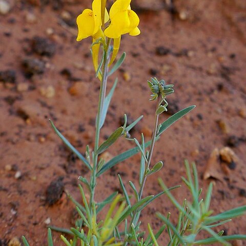 Linaria oligantha unspecified picture