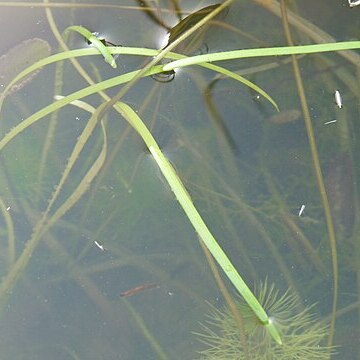 Vallisneria natans unspecified picture