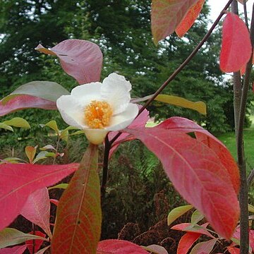 Franklinia unspecified picture