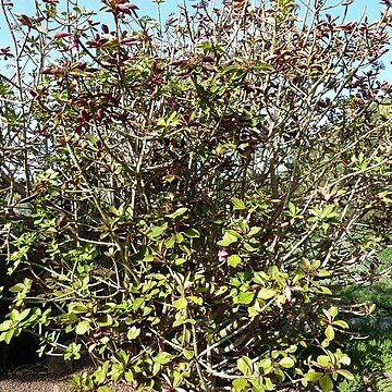 Euphorbia pseudograntii unspecified picture