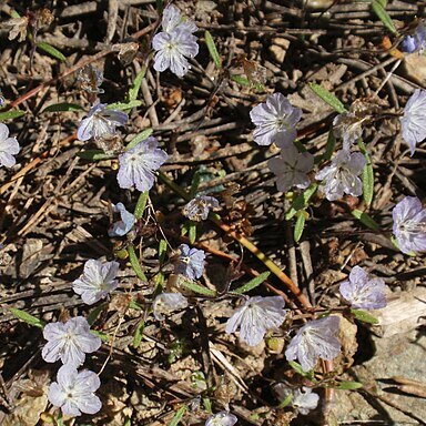 Phacelia pringlei unspecified picture