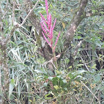 Tillandsia lucida unspecified picture