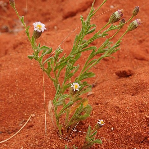 Vittadinia eremaea unspecified picture