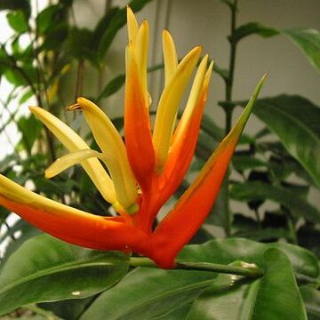 Heliconia aurantiaca unspecified picture