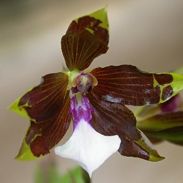 Miltonia kayasimae unspecified picture