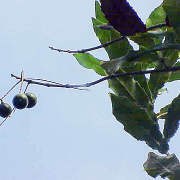 Macadamia ternifolia unspecified picture