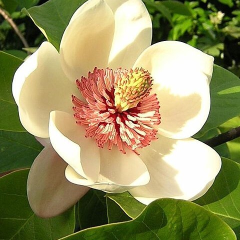 Magnolia unspecified picture