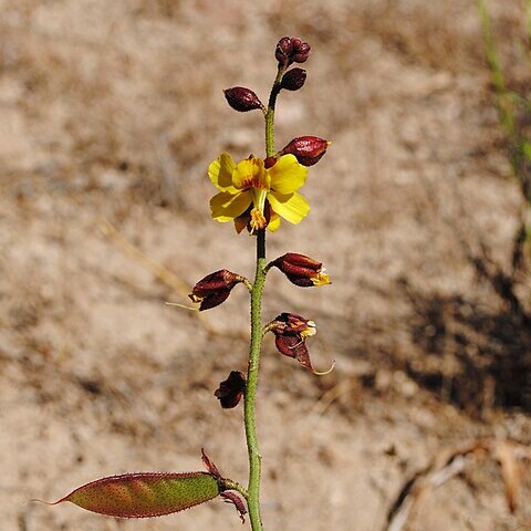 Caesalpinia angulata unspecified picture