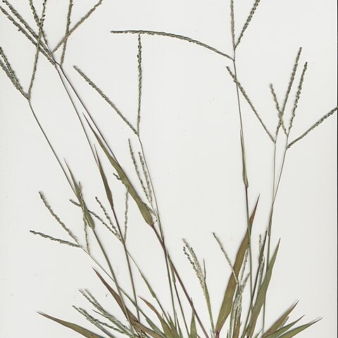 Digitaria ternata unspecified picture