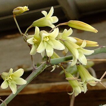 Adenia digitata unspecified picture