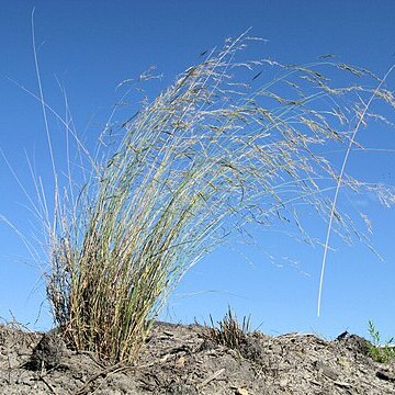 Aristida benthamii unspecified picture