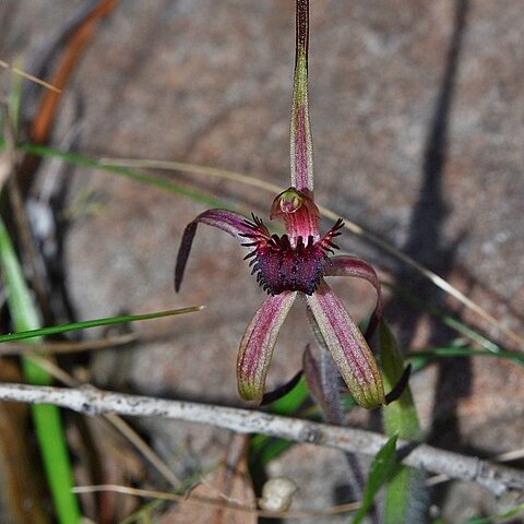 Caladenia caudata unspecified picture