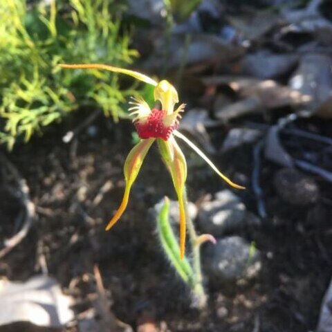 Caladenia magniclavata unspecified picture