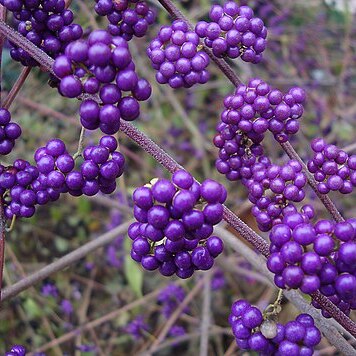 Callicarpa shikokiana unspecified picture