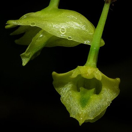 Dendrobium philippinense unspecified picture