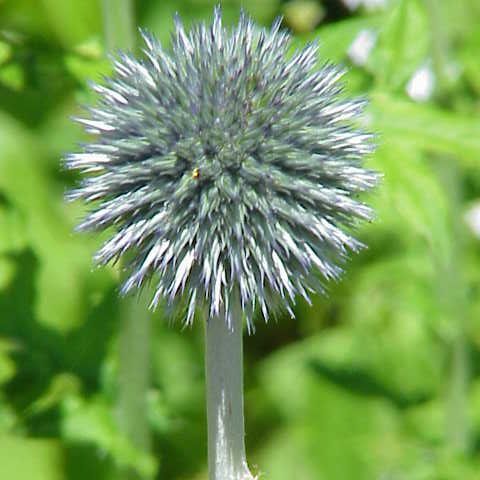 Echinops humilis unspecified picture