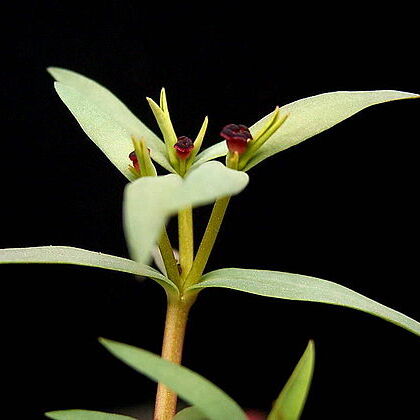 Euphorbia thinophila unspecified picture