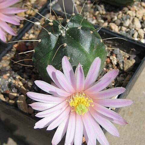 Echinocereus knippelianus unspecified picture