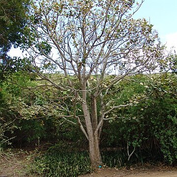 Erythrina addisoniae unspecified picture