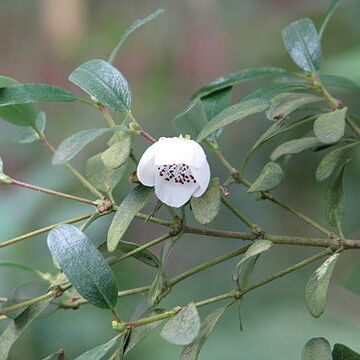 Eucryphia milliganii unspecified picture