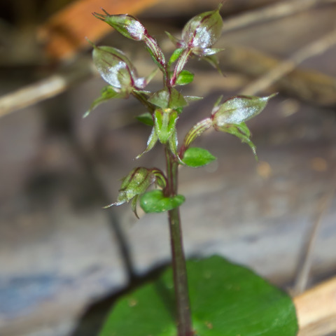 Acianthus sinclairii unspecified picture