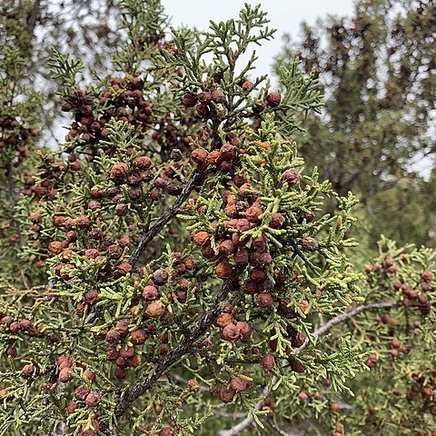 Juniperus pinchotii unspecified picture